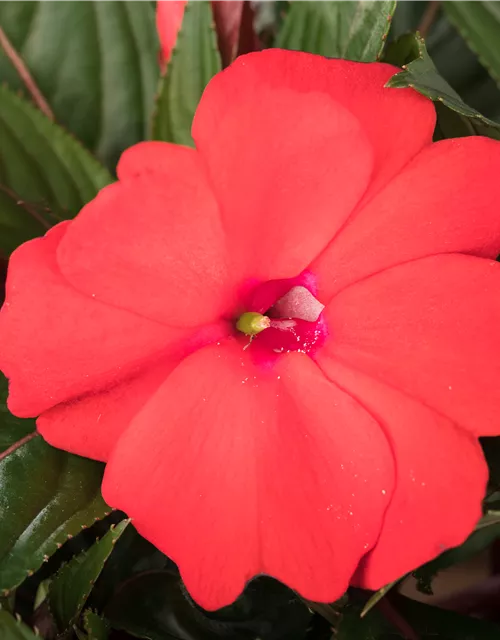 Impatiens neuguinea, rot