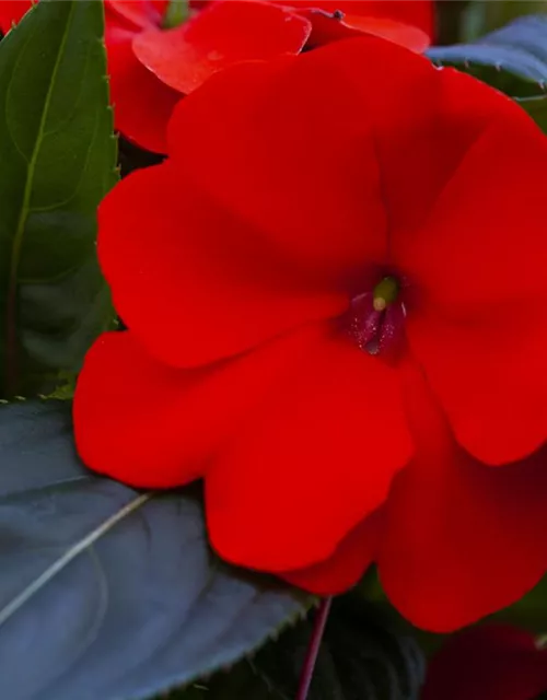 Impatiens neuguinea, rot