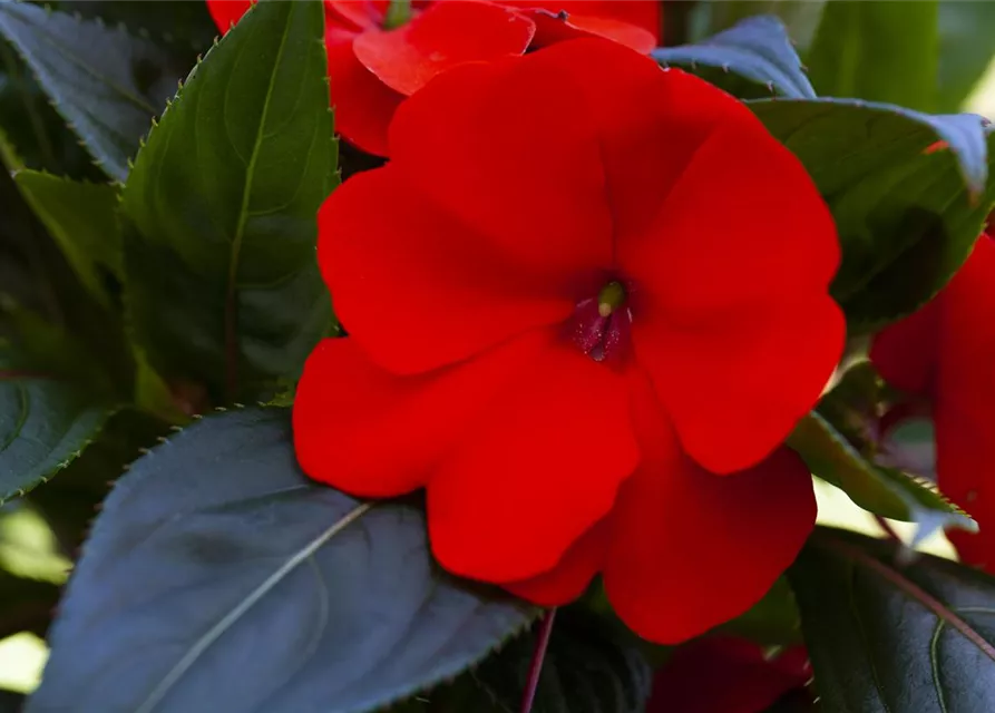 Impatiens neuguinea, rot