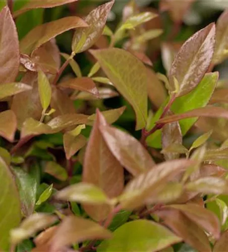 Leucothoe axillaris