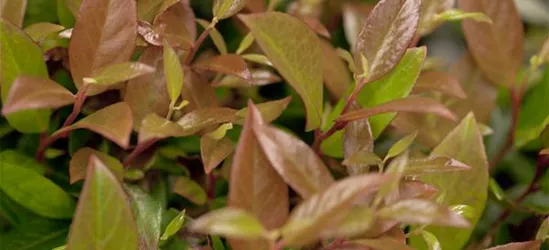 Leucothoe axillaris