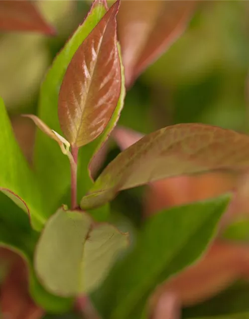 Leucothoe axillaris