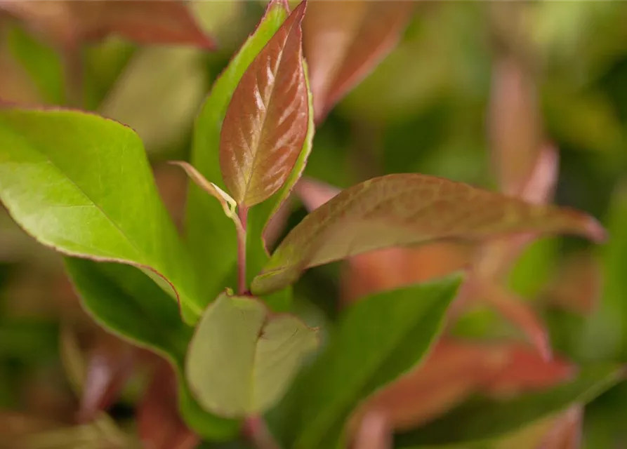 Leucothoe axillaris