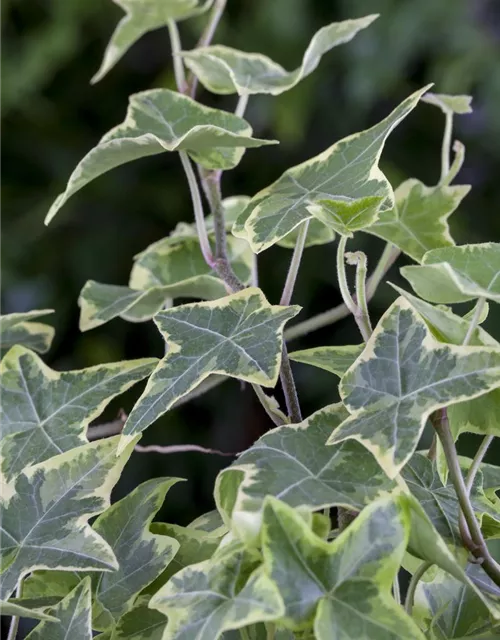 Hedera helix 'Little Diamond'