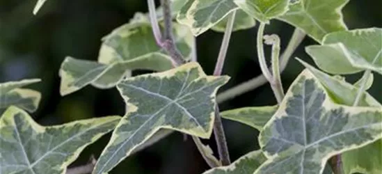 Hedera helix 'Little Diamond'