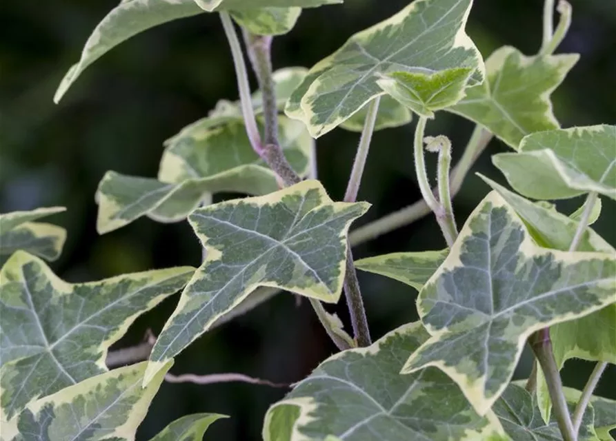 Hedera helix 'Little Diamond'