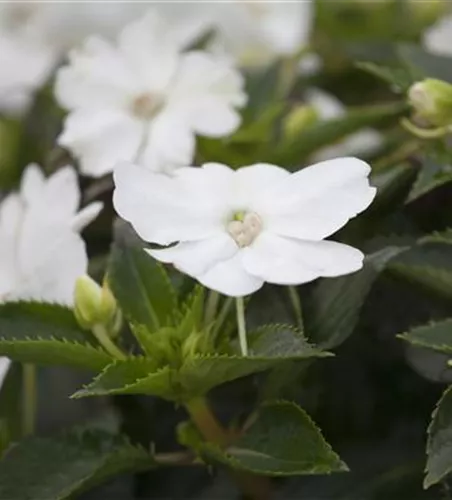 Impatiens neuguinea, weiß