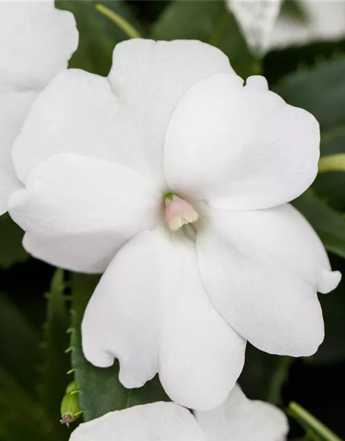 Impatiens neuguinea, weiß