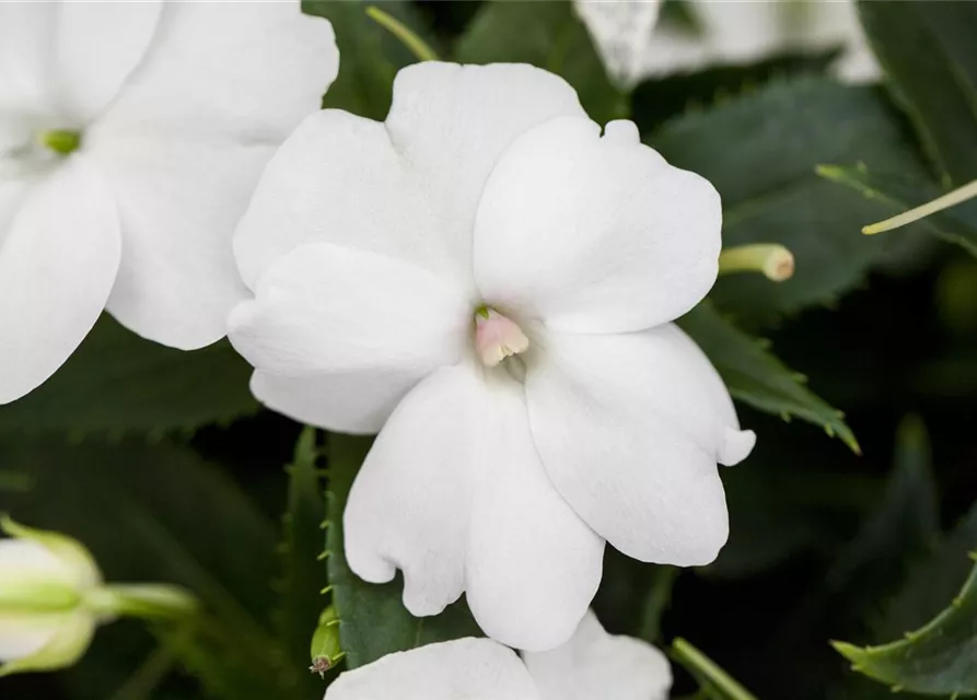 Impatiens neuguinea, weiß