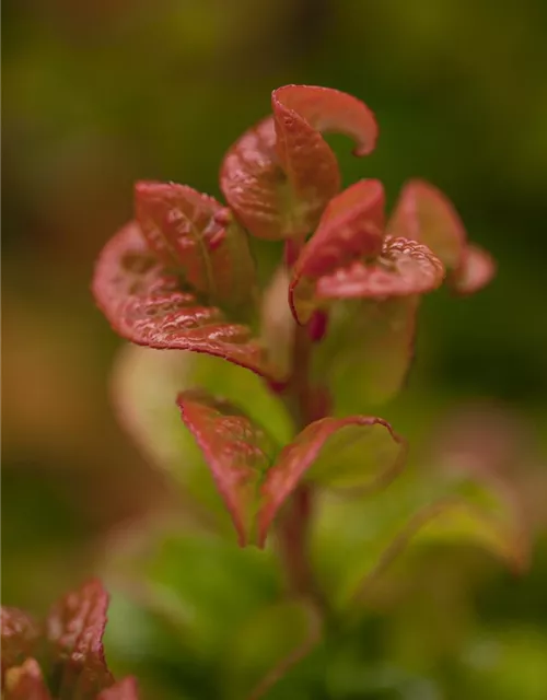 Leucothoe axillaris 'Curly Red'®