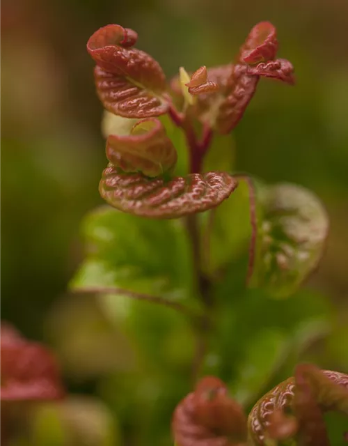 Leucothoe axillaris 'Curly Red'®