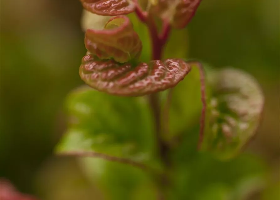 Leucothoe axillaris 'Curly Red'®