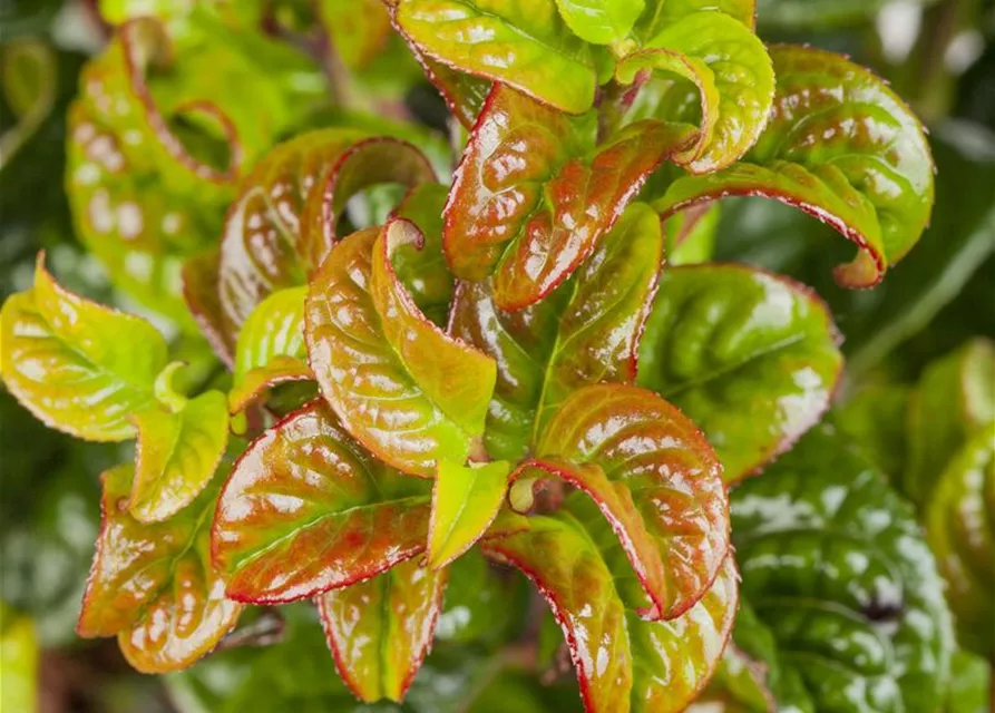 Leucothoe axillaris 'Curly Red'®