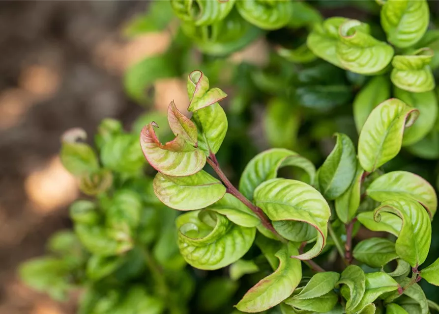 Leucothoe axillaris 'Curly Red'®