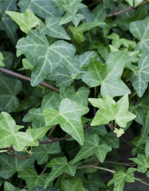 Hedera helix 'Woerner'