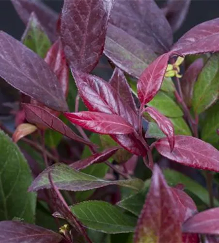 Leucothoe walteri 'Scarletta'®