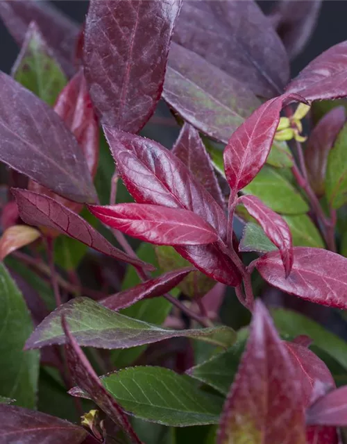 Leucothoe walteri 'Scarletta'®