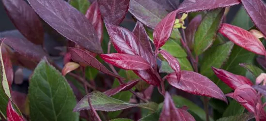 Leucothoe walteri 'Scarletta'®