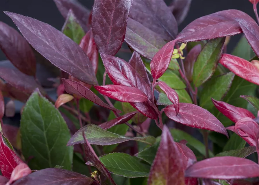 Leucothoe walteri 'Scarletta'®