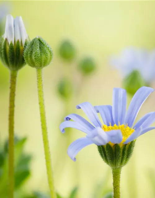 Felicia amelloides