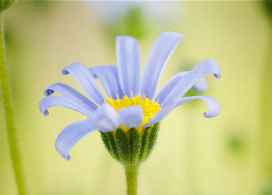 Felicia amelloides