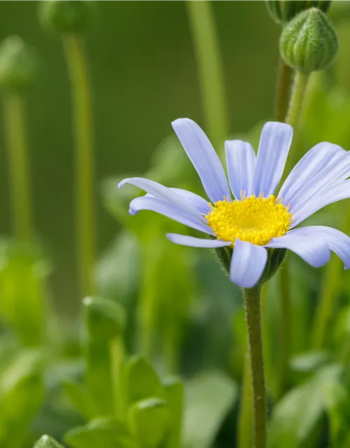 Felicia amelloides