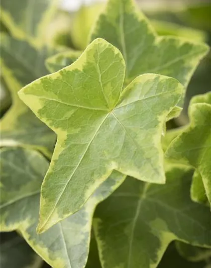 Hedera helix, gelb-grün