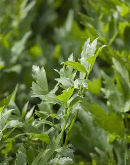 Levisticum officinale