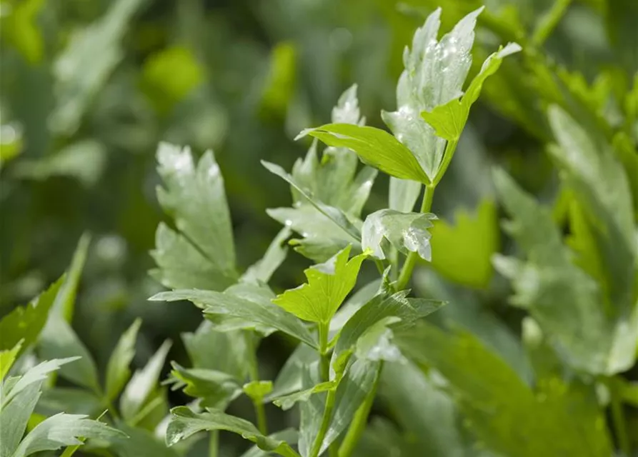 Levisticum officinale