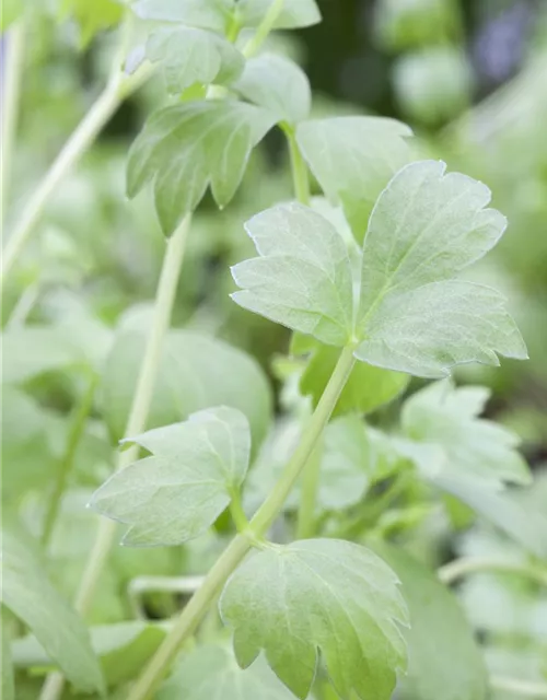 Levisticum officinale