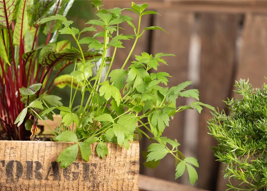 Levisticum officinale