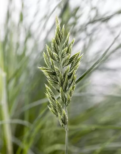 Festuca glauca