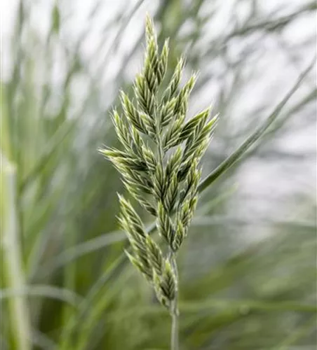 Festuca glauca