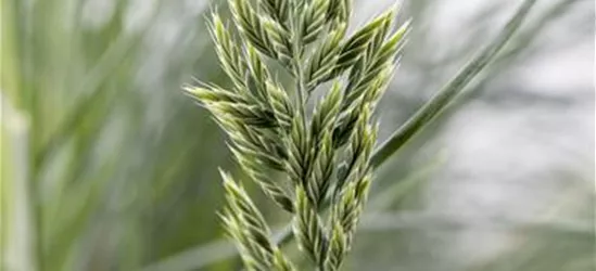 Festuca glauca