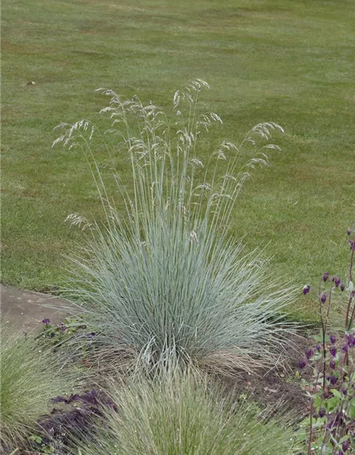 Festuca glauca