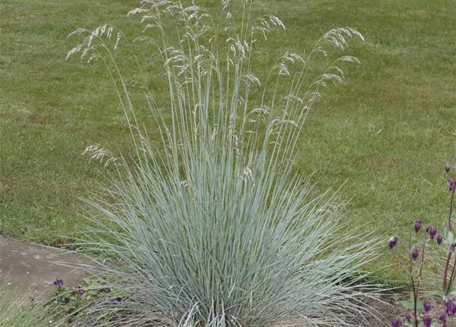 Festuca glauca