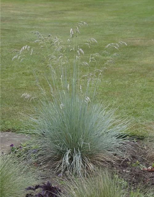 Festuca glauca