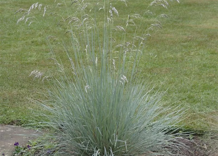 Festuca glauca