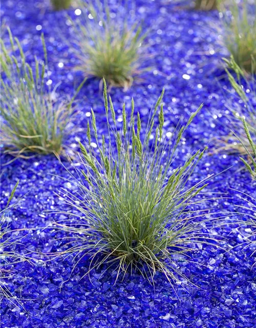 Festuca glauca