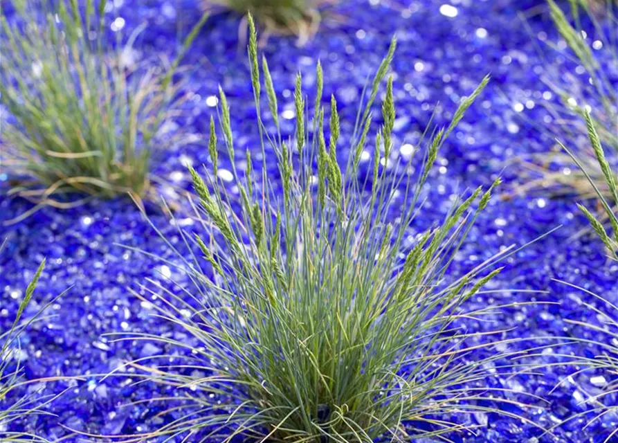 Festuca glauca