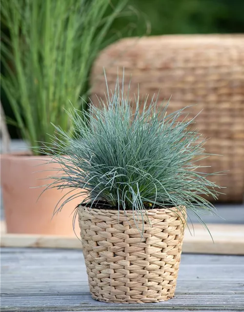 Festuca glauca