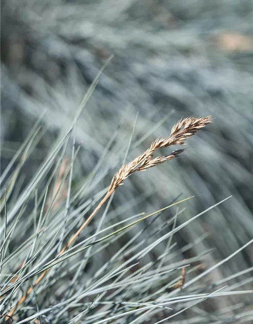 Festuca glauca