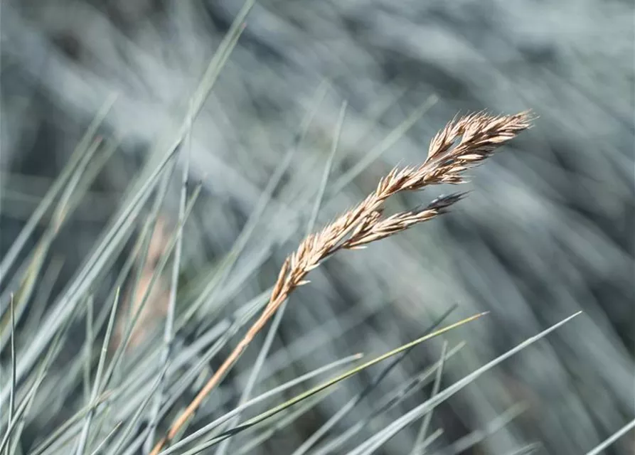 Festuca glauca