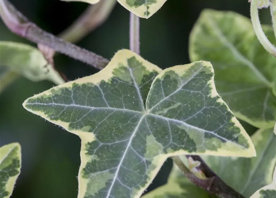 Hedera helix, grün-weiß