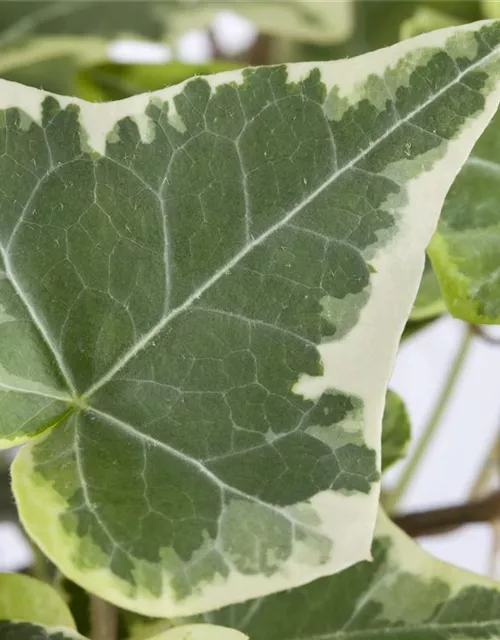 Hedera helix, grün-weiß