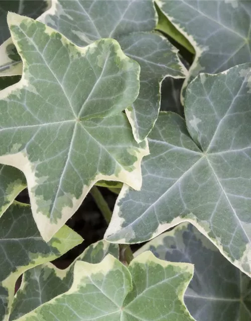 Hedera helix, grün-weiß