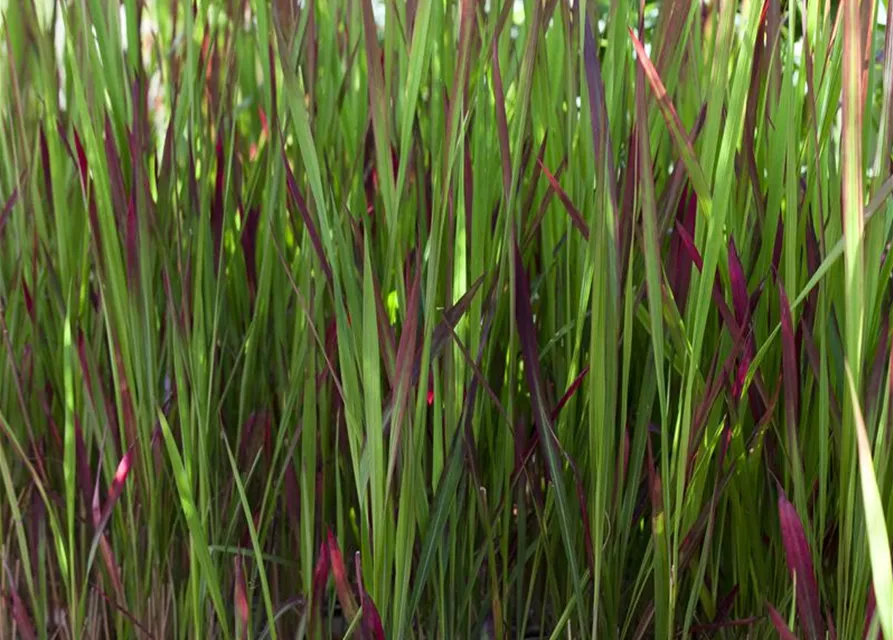 Imperata cylindrica