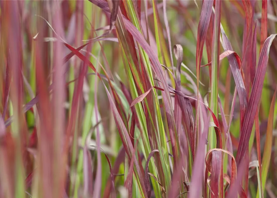 Imperata cylindrica