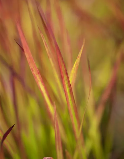 Imperata cylindrica