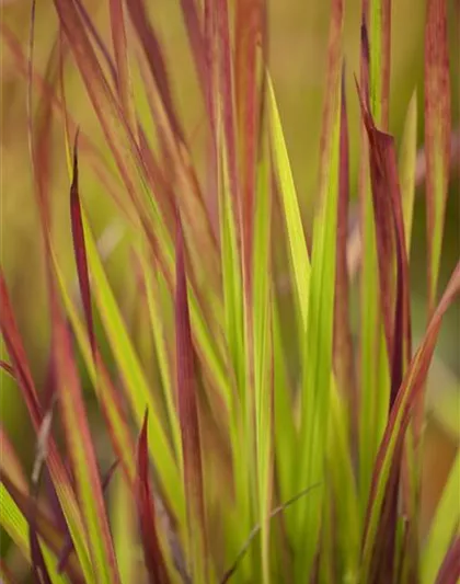 Imperata cylindrica 'Red Baron'